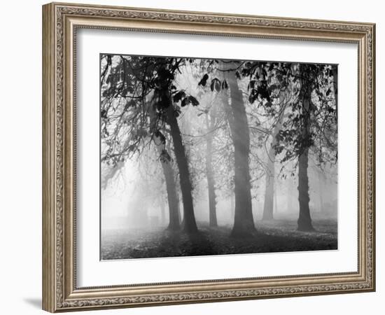 Autumn Mists a Scene Among the Trees in Abingdon Park Northampton Northamptonshire England-null-Framed Photographic Print