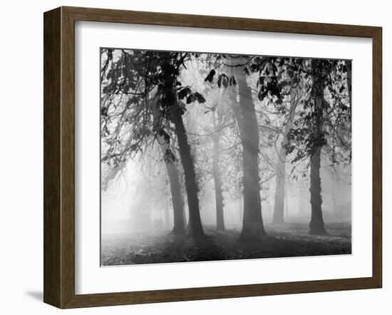 Autumn Mists a Scene Among the Trees in Abingdon Park Northampton Northamptonshire England-null-Framed Photographic Print