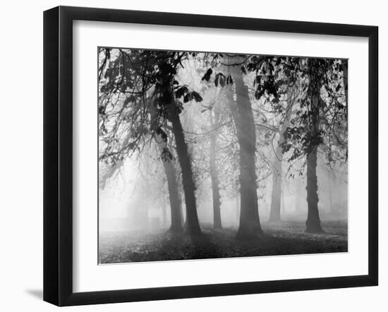 Autumn Mists a Scene Among the Trees in Abingdon Park Northampton Northamptonshire England-null-Framed Photographic Print