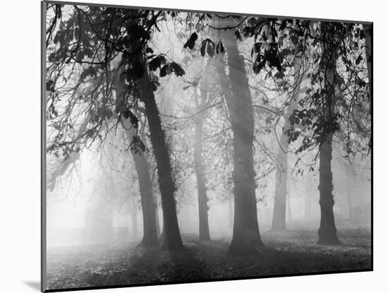 Autumn Mists a Scene Among the Trees in Abingdon Park Northampton Northamptonshire England-null-Mounted Photographic Print