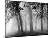 Autumn Mists a Scene Among the Trees in Abingdon Park Northampton Northamptonshire England-null-Mounted Photographic Print