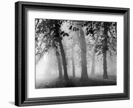 Autumn Mists a Scene Among the Trees in Abingdon Park Northampton Northamptonshire England-null-Framed Photographic Print