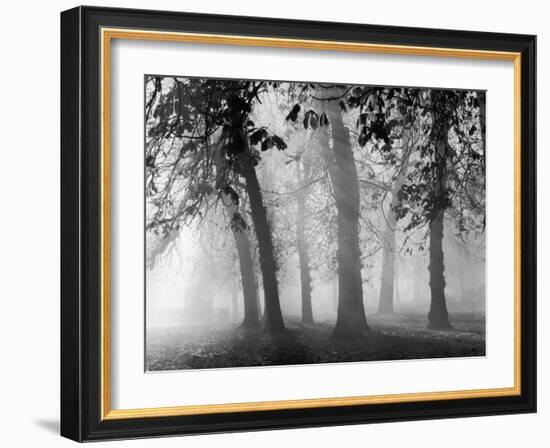 Autumn Mists a Scene Among the Trees in Abingdon Park Northampton Northamptonshire England-null-Framed Photographic Print