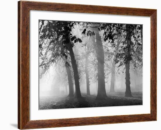 Autumn Mists a Scene Among the Trees in Abingdon Park Northampton Northamptonshire England-null-Framed Photographic Print