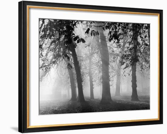 Autumn Mists a Scene Among the Trees in Abingdon Park Northampton Northamptonshire England-null-Framed Photographic Print