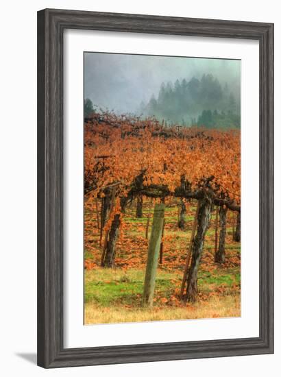 Autumn Misty Morning Vineyard, Napa-Vincent James-Framed Photographic Print