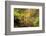 Autumn Mood, Autumnal Colouring, Ilsetal, National Park, Harz, Near Ilsenburg-Dieter Meyrl-Framed Photographic Print