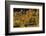 Autumn Mood in the Rural New Hampshire-Armin Mathis-Framed Photographic Print