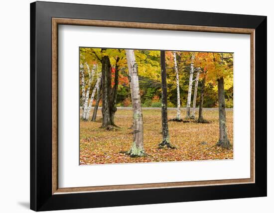 Autumn Mood in the Rural New Hampshire-Armin Mathis-Framed Photographic Print