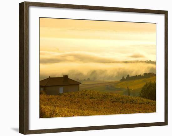 Autumn Morning Fog in Pouilly-Fuisse Vineyards, France-Lisa S. Engelbrecht-Framed Photographic Print