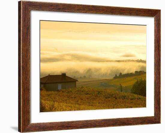 Autumn Morning Fog in Pouilly-Fuisse Vineyards, France-Lisa S. Engelbrecht-Framed Photographic Print