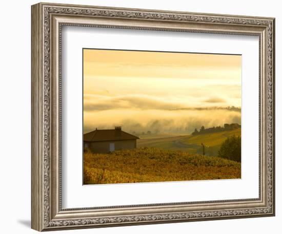 Autumn Morning Fog in Pouilly-Fuisse Vineyards, France-Lisa S. Engelbrecht-Framed Photographic Print