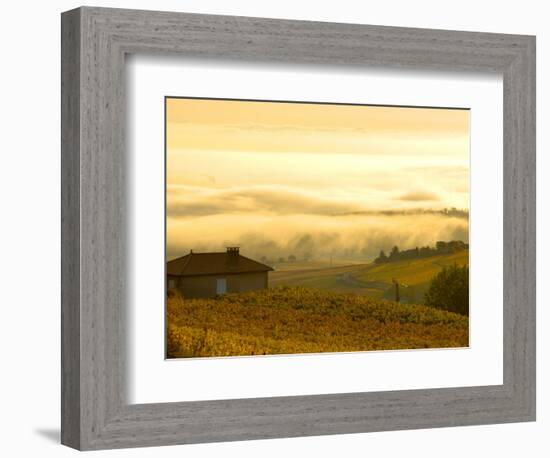 Autumn Morning Fog in Pouilly-Fuisse Vineyards, France-Lisa S. Engelbrecht-Framed Photographic Print