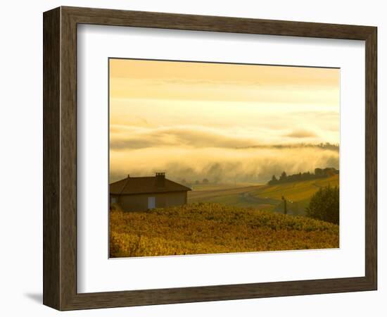 Autumn Morning Fog in Pouilly-Fuisse Vineyards, France-Lisa S. Engelbrecht-Framed Photographic Print