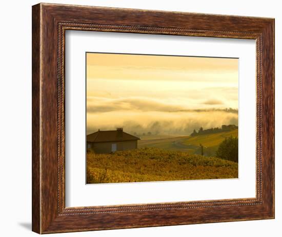 Autumn Morning Fog in Pouilly-Fuisse Vineyards, France-Lisa S. Engelbrecht-Framed Photographic Print