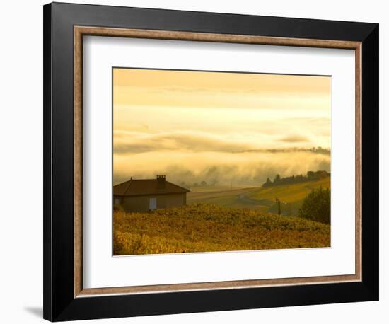 Autumn Morning Fog in Pouilly-Fuisse Vineyards, France-Lisa S. Engelbrecht-Framed Photographic Print