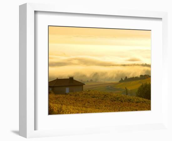 Autumn Morning Fog in Pouilly-Fuisse Vineyards, France-Lisa S. Engelbrecht-Framed Photographic Print