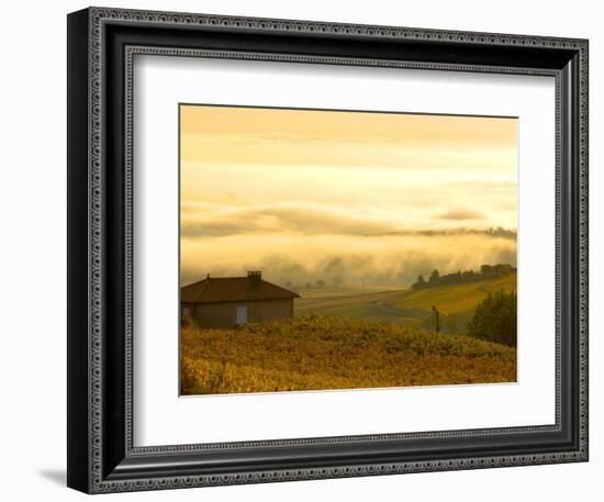 Autumn Morning Fog in Pouilly-Fuisse Vineyards, France-Lisa S. Engelbrecht-Framed Photographic Print