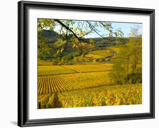 Autumn Morning in Pouilly-Fuisse Vineyards, France-Lisa S. Engelbrecht-Framed Photographic Print