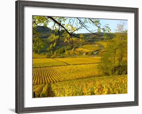 Autumn Morning in Pouilly-Fuisse Vineyards, France-Lisa S. Engelbrecht-Framed Photographic Print