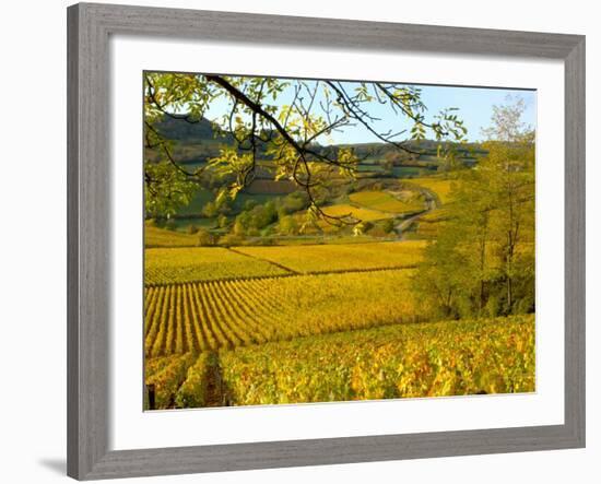 Autumn Morning in Pouilly-Fuisse Vineyards, France-Lisa S. Engelbrecht-Framed Photographic Print