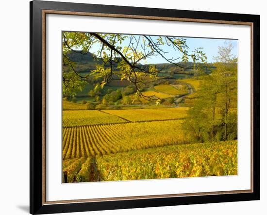 Autumn Morning in Pouilly-Fuisse Vineyards, France-Lisa S. Engelbrecht-Framed Photographic Print