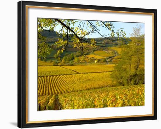 Autumn Morning in Pouilly-Fuisse Vineyards, France-Lisa S. Engelbrecht-Framed Photographic Print