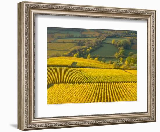 Autumn Morning in Pouilly-Fuisse Vineyards, France-Lisa S. Engelbrecht-Framed Photographic Print