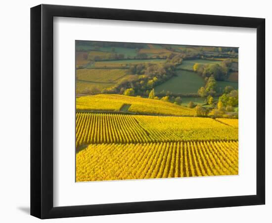 Autumn Morning in Pouilly-Fuisse Vineyards, France-Lisa S. Engelbrecht-Framed Photographic Print