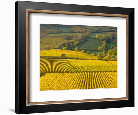 Autumn Morning in Pouilly-Fuisse Vineyards, France-Lisa S. Engelbrecht-Framed Photographic Print