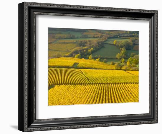 Autumn Morning in Pouilly-Fuisse Vineyards, France-Lisa S. Engelbrecht-Framed Photographic Print