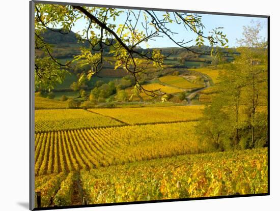 Autumn Morning in Pouilly-Fuisse Vineyards, France-Lisa S. Engelbrecht-Mounted Photographic Print