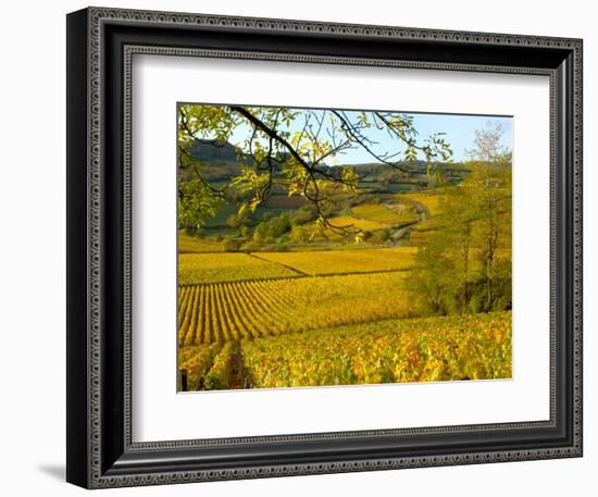 Autumn Morning in Pouilly-Fuisse Vineyards, France-Lisa S. Engelbrecht-Framed Photographic Print