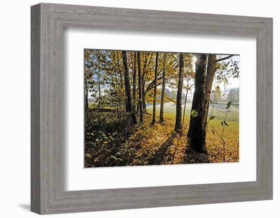 Autumn Morning, Trees at the Field Edge-Harald Lange-Framed Photographic Print