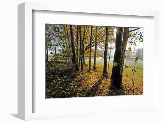 Autumn Morning, Trees at the Field Edge-Harald Lange-Framed Photographic Print
