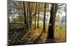 Autumn Morning, Trees at the Field Edge-Harald Lange-Mounted Photographic Print