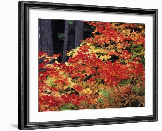 Autumn, Mt Baker Snoqualmie National Forest, Snoqualmie Pass, Washington, USA-Stuart Westmorland-Framed Photographic Print