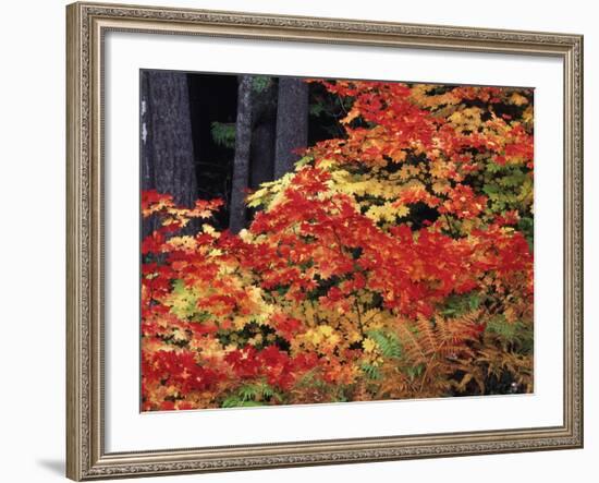 Autumn, Mt Baker Snoqualmie National Forest, Snoqualmie Pass, Washington, USA-Stuart Westmorland-Framed Photographic Print