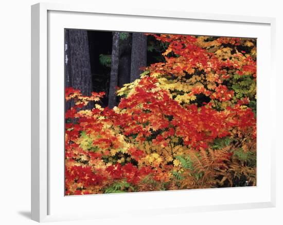 Autumn, Mt Baker Snoqualmie National Forest, Snoqualmie Pass, Washington, USA-Stuart Westmorland-Framed Photographic Print