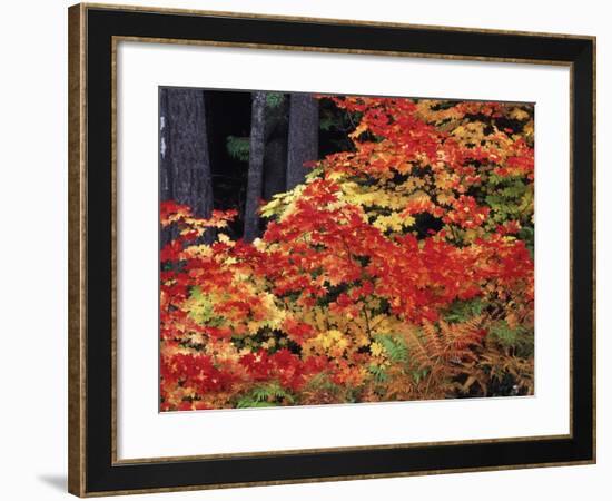 Autumn, Mt Baker Snoqualmie National Forest, Snoqualmie Pass, Washington, USA-Stuart Westmorland-Framed Photographic Print