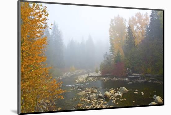 Autumn, Nason Creek in fog, Wenatchee National Forest, WA.-Michel Hersen-Mounted Photographic Print
