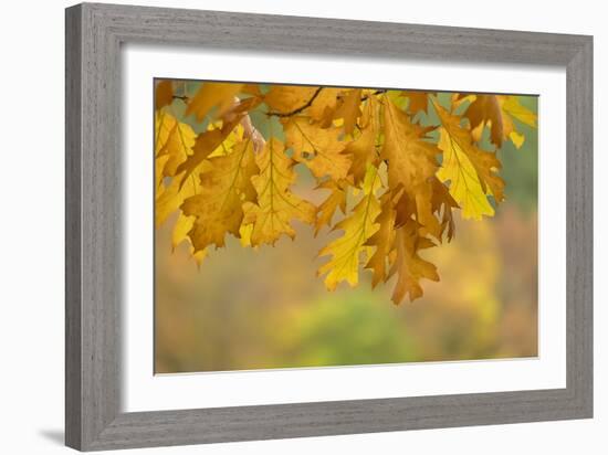 Autumn Oak Leaves-Cora Niele-Framed Giclee Print