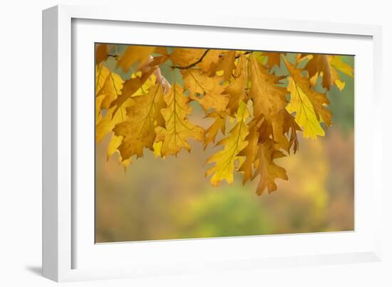 Autumn Oak Leaves-Cora Niele-Framed Giclee Print