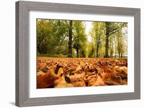 Autumn on Lime Tree Avenue, Clumber Nottinghamshire England Uk-Tracey Whitefoot-Framed Photographic Print