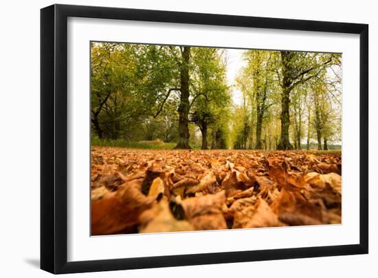 Autumn on Lime Tree Avenue, Clumber Nottinghamshire England Uk-Tracey Whitefoot-Framed Photographic Print