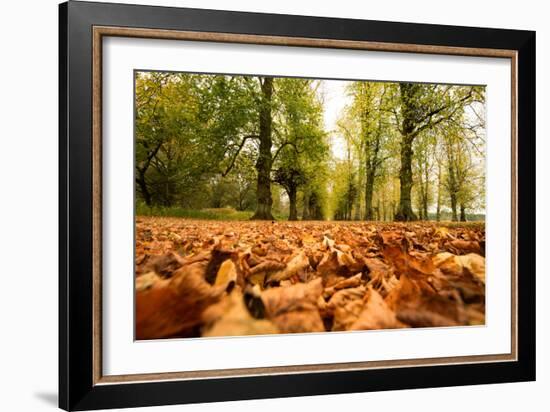 Autumn on Lime Tree Avenue, Clumber Nottinghamshire England Uk-Tracey Whitefoot-Framed Photographic Print
