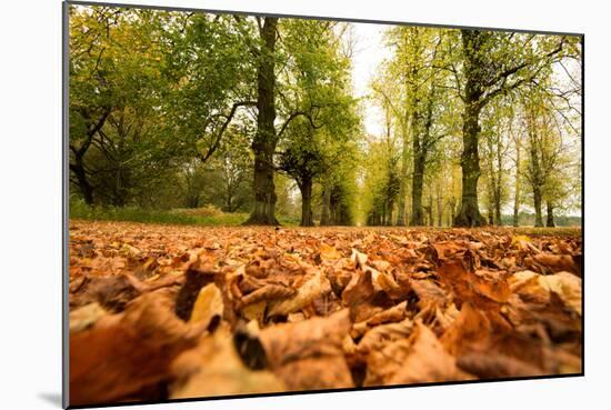 Autumn on Lime Tree Avenue, Clumber Nottinghamshire England Uk-Tracey Whitefoot-Mounted Photographic Print