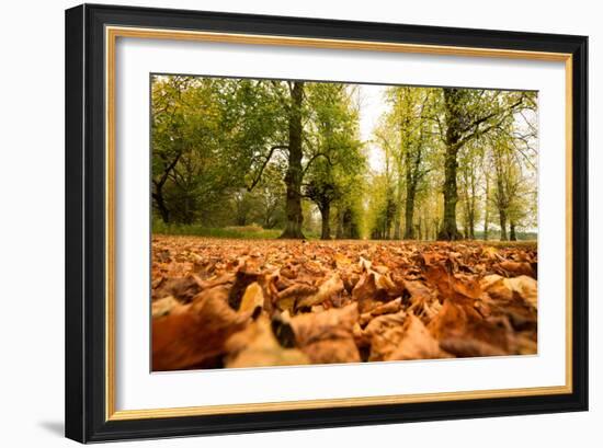 Autumn on Lime Tree Avenue, Clumber Nottinghamshire England Uk-Tracey Whitefoot-Framed Photographic Print