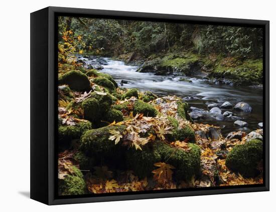 Autumn on the Salmon River, Welches, Oregon, USA-Michel Hersen-Framed Premier Image Canvas