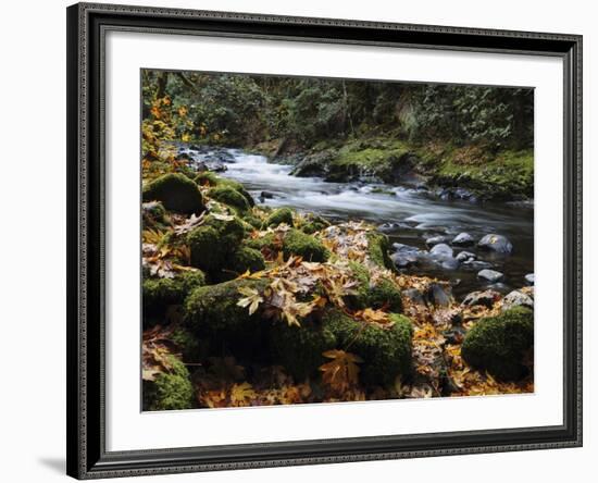 Autumn on the Salmon River, Welches, Oregon, USA-Michel Hersen-Framed Photographic Print